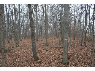 Property photo 36 - LAND AUCTION, 77 Acres offered in 3 Tracts